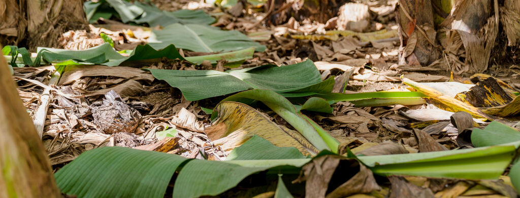 Dole Banana leaves on ground for regeneration