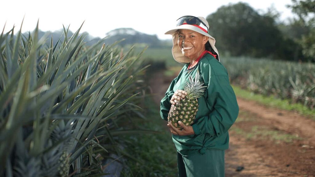 Dole Pineapple Farm Honduras