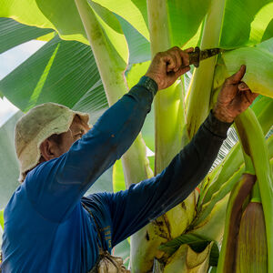 A dole employee on banana farm page