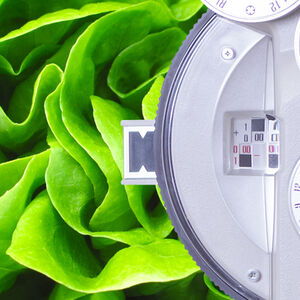 2A-Salads_for_good_vision_1338x460