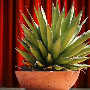 Agave-Overblown