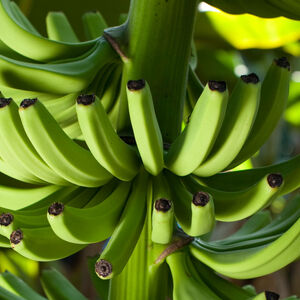 banana-green-sm