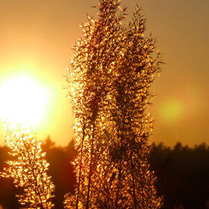 Sonne