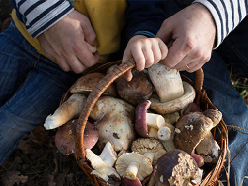 foraging