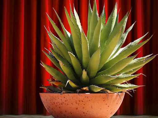 Agave-Overblown