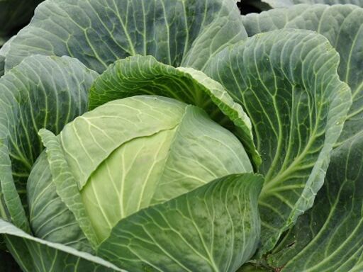 Cabbage-compound-calms-colitis