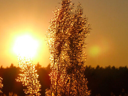 Sonne