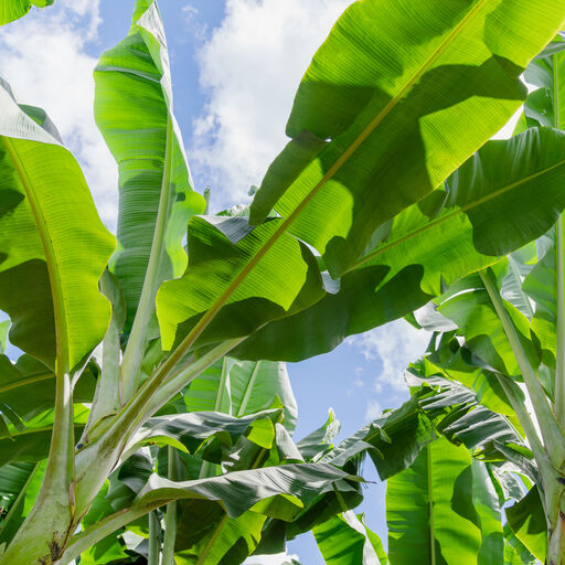 Dole banana plantation