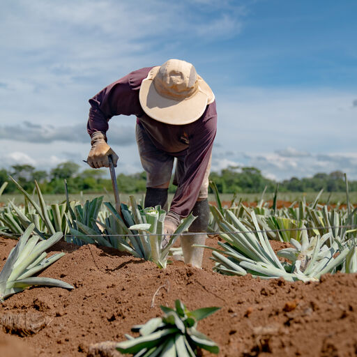 Dole Pineapple farm worker